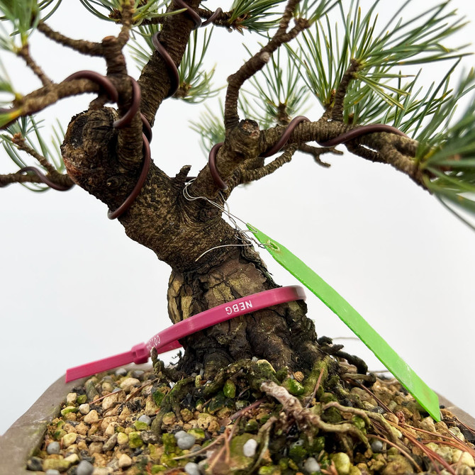 Imported Japanese White Pine "Five Needle" In a Ceramic Pot (No. 12694)