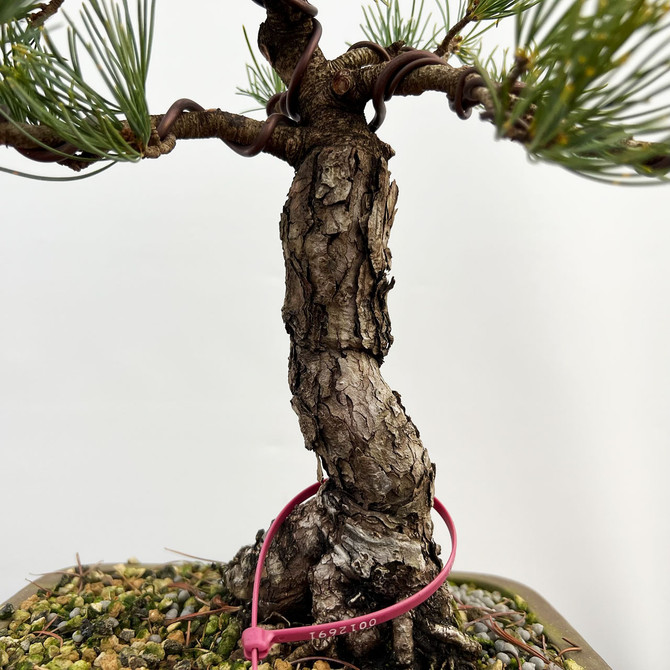 Imported Japanese White Pine "Five Needle" In a Ceramic Pot (No. 12691)