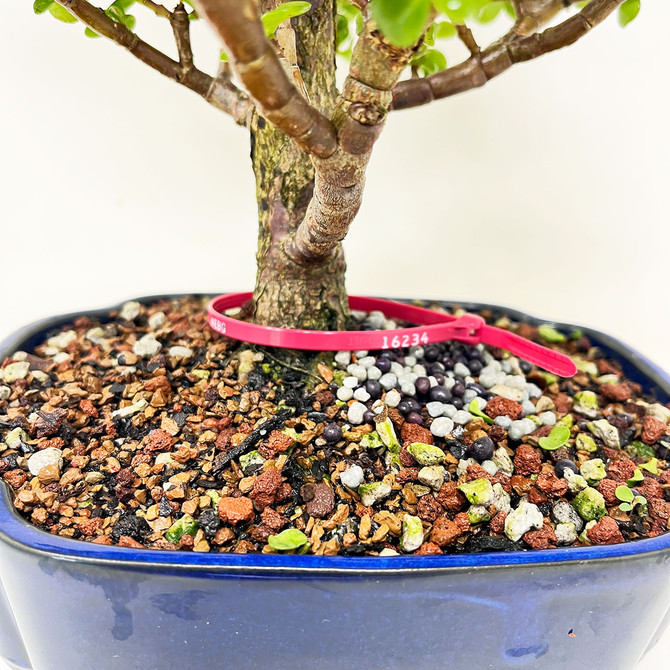 Holiday Special Dwarf Jade 'Portulacara afra' in a Japanese Ceramic Pot (No. 16234)