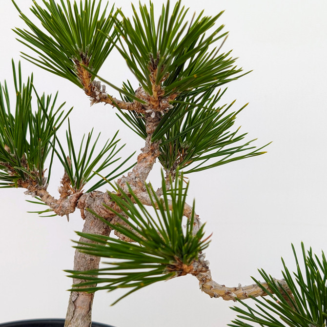 Seed Grown Shohin Japanese Black Pine 'Mikawa' (No. 10158)