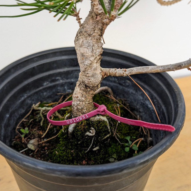 Seed Grown Shohin Japanese Black Pine 'Mikawa' (No. 10851)