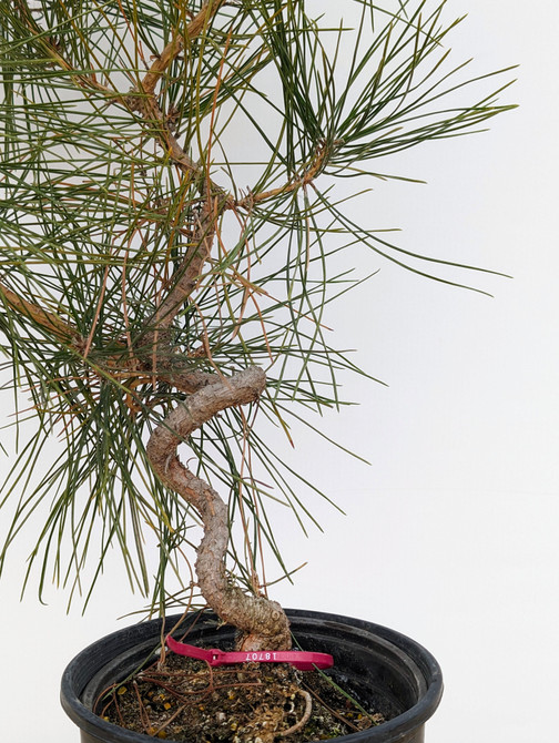 Seed Grown "Future Shohin" Japanese Black Pine 'Mikawa' (No. 18707)