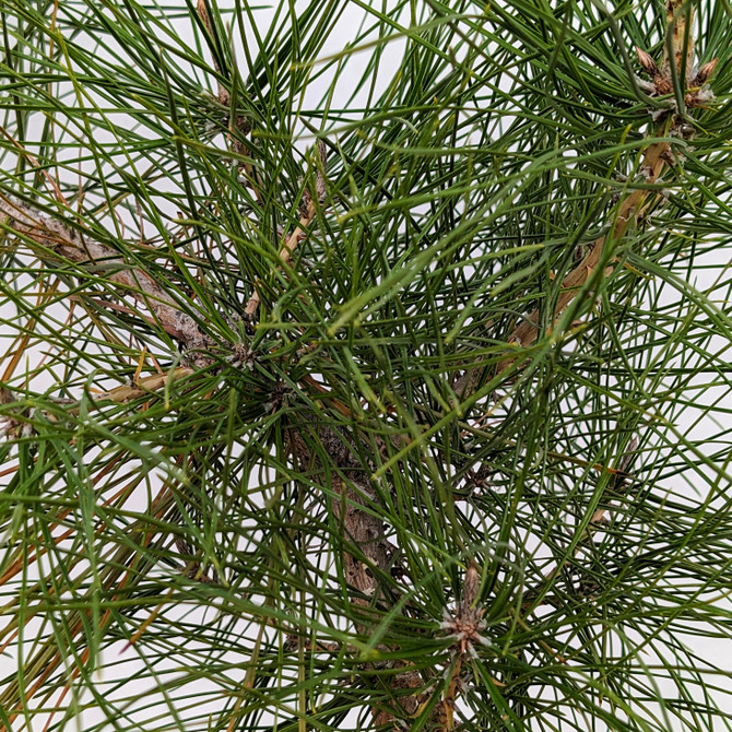 Seed Grown "Future Shohin" Japanese Black Pine 'Mikawa' (No. 18404)