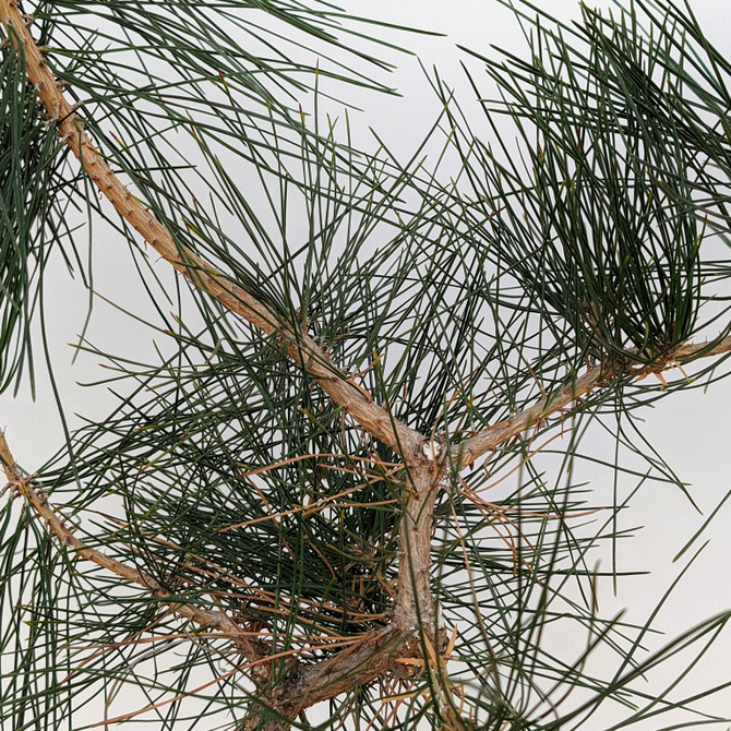 Seed Grown "Future Shohin" Japanese Black Pine 'Mikawa' (No. 18606)