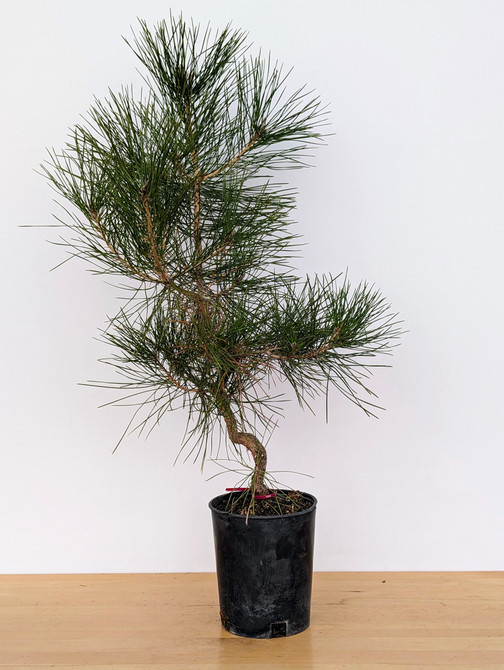 Seed Grown "Future Shohin" Japanese Black Pine 'Mikawa' (No. 18466) - 