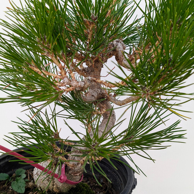 Seed Grown Shohin Japanese Black Pine 'Mikawa' (No. 10196)
