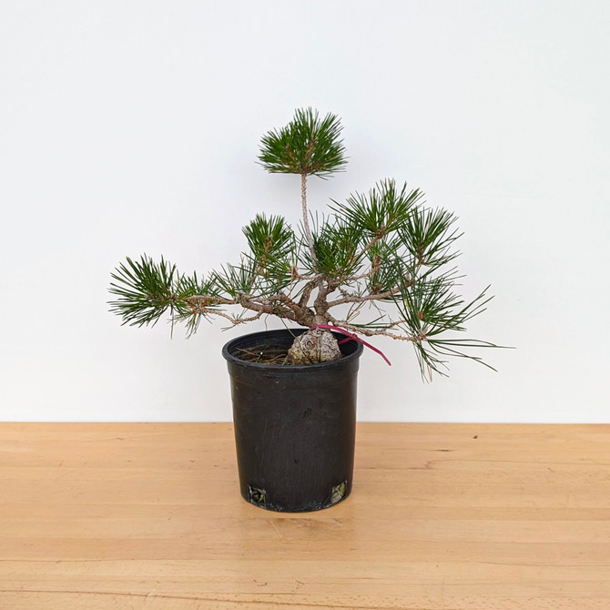 Seed Grown Shohin Japanese Black Pine 'Mikawa' (No. 10435)