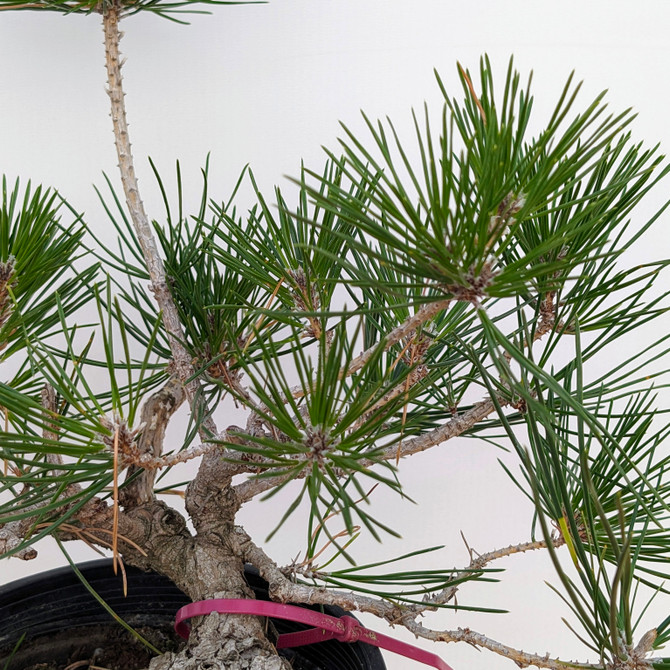 Seed Grown Shohin Japanese Black Pine 'Mikawa' (No. 10435)