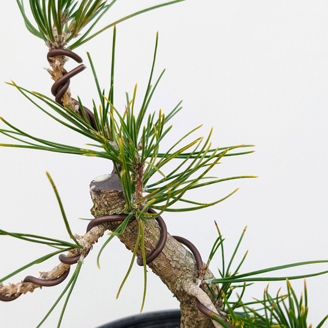 Twisted Japanese Black Pine (No. 9914)