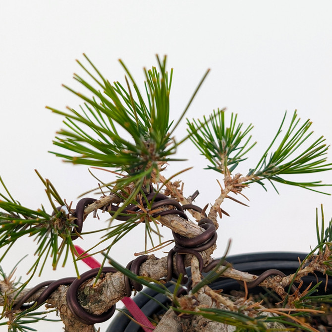 Styled Japanese Red Pine (No. 18351)