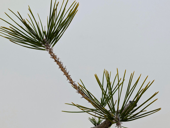 Japanese Black Pine Seedling Cuttings (No. 9901)
