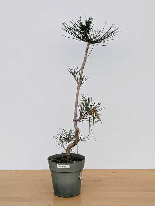 Japanese Black Pine Seedling Cuttings (No. 9898)