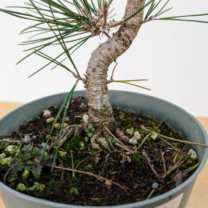 Japanese Black Pine Seedling Cuttings (No. 9898)