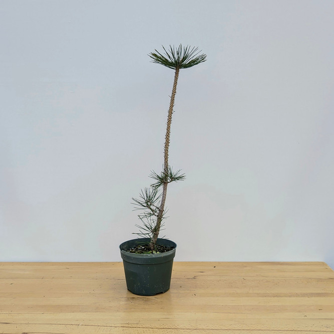 Japanese Black Pine Seedling Cuttings (No. 9910)