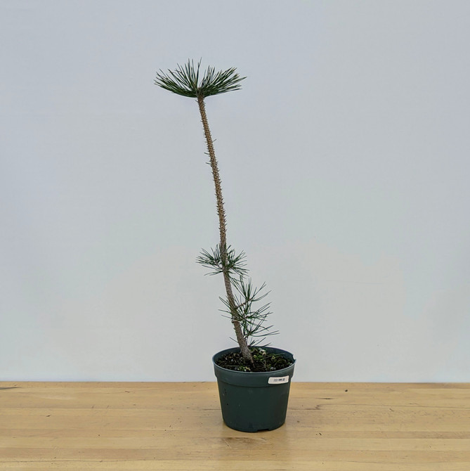 Japanese Black Pine Seedling Cuttings (No. 9910)