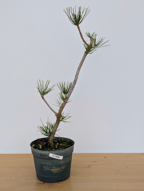 Japanese Black Pine Seedling Cuttings (No. 9885)