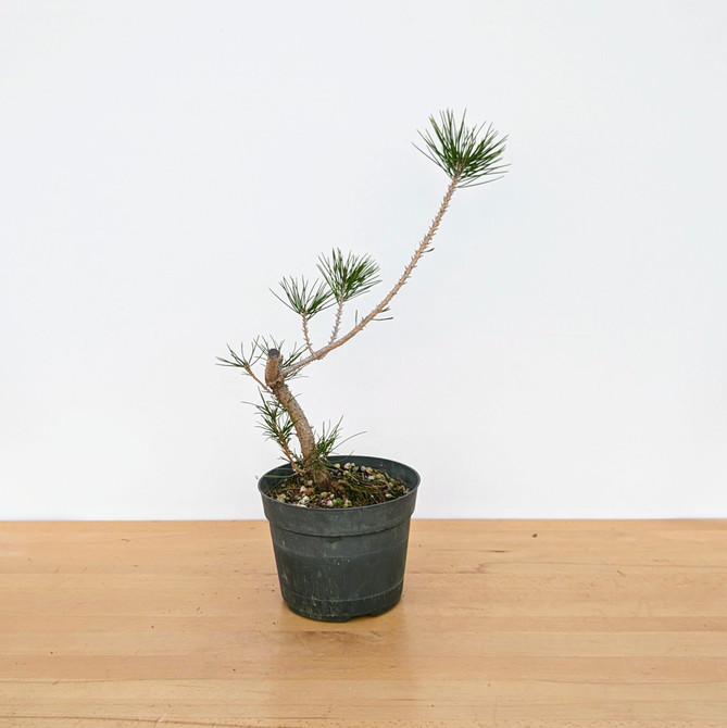 Japanese Black Pine Seedling Cuttings (No. 9884)