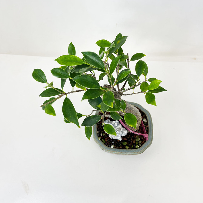 Chopped Imported Tiger Bark Ficus with Gnarly Aged Trunk in a Ceramic Pot No. 12919