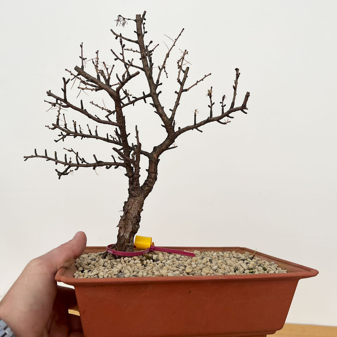 Pre-Bonsai Collected American Larch In a training Pot No. 17649