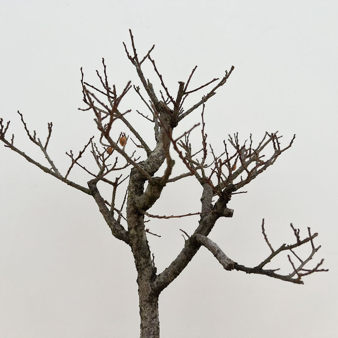 Pre-Bonsai Lacebark Elm in Training Pot training Pot No. 11674