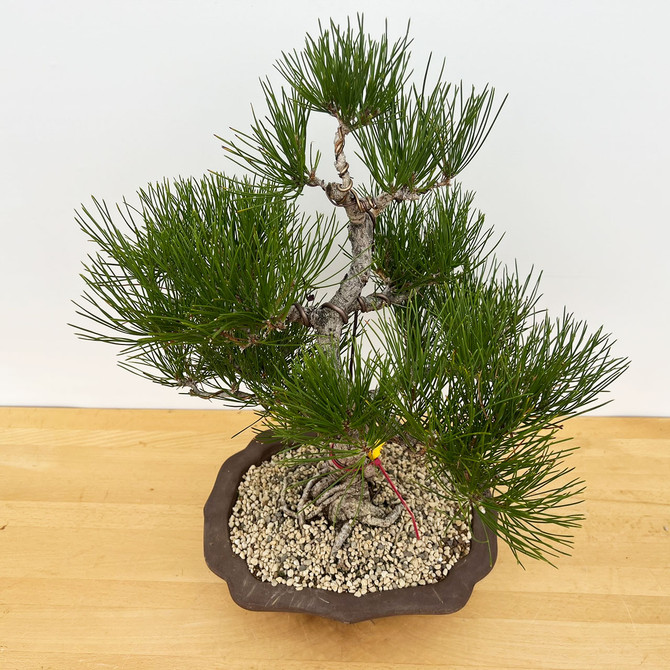 Mature Japanese Black Pine In an Unglazed Ceramic Pot (No. 18369)