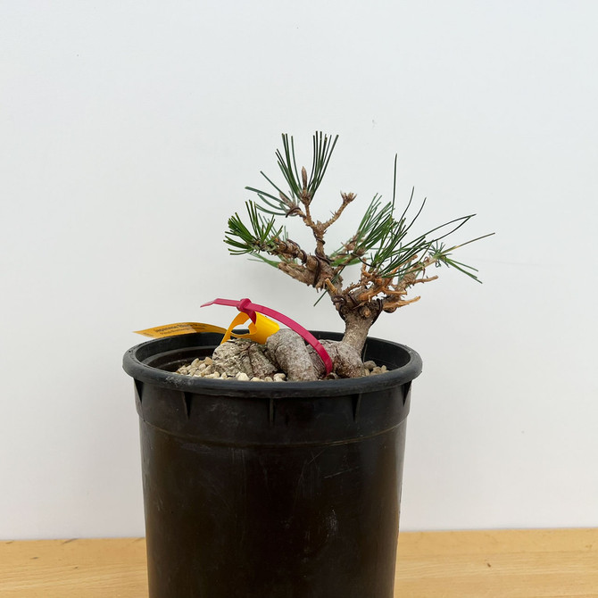 Shohin Styled Japanese Black Pine 'Mikawa' In Training Pots (No. 18402)