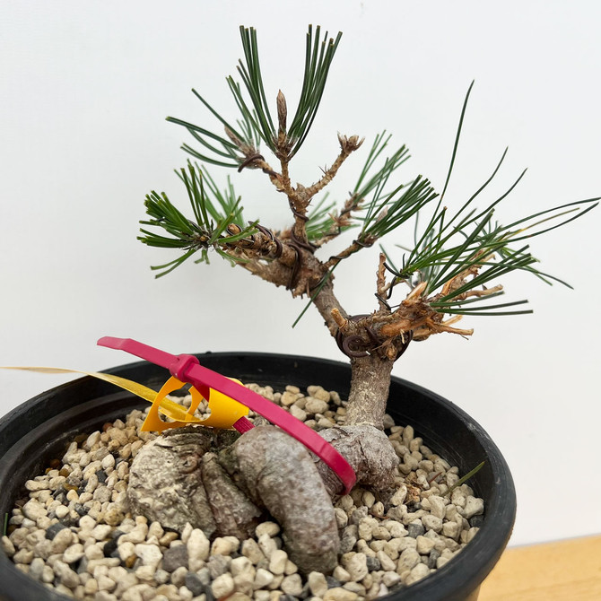 Shohin Styled Japanese Black Pine 'Mikawa' In Training Pots (No. 18402)
