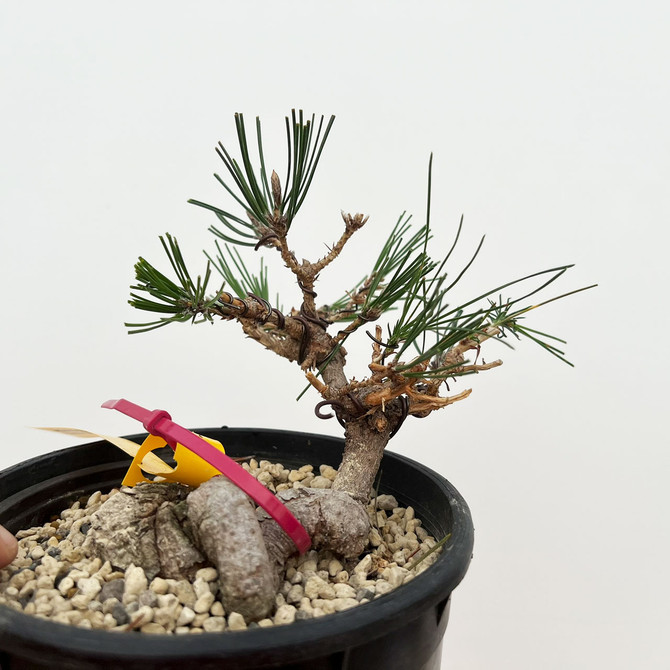 Shohin Styled Japanese Black Pine 'Mikawa' In Training Pots (No. 18402)