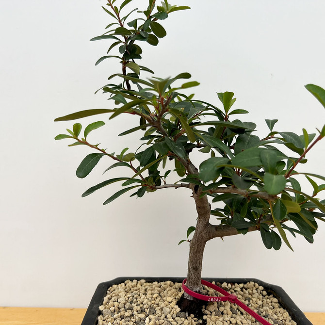 Pyracantha (Firethorn) with Beautiful Berries in a Glazed Ceramic Pot (No. 18261) 