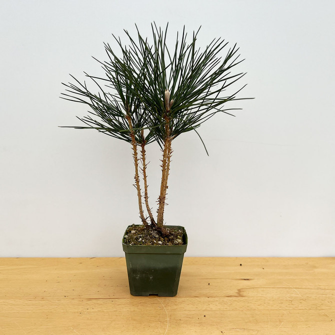 Clump Style Japanese Black Pine Seedling Cuttings (No. JBPSCAA)