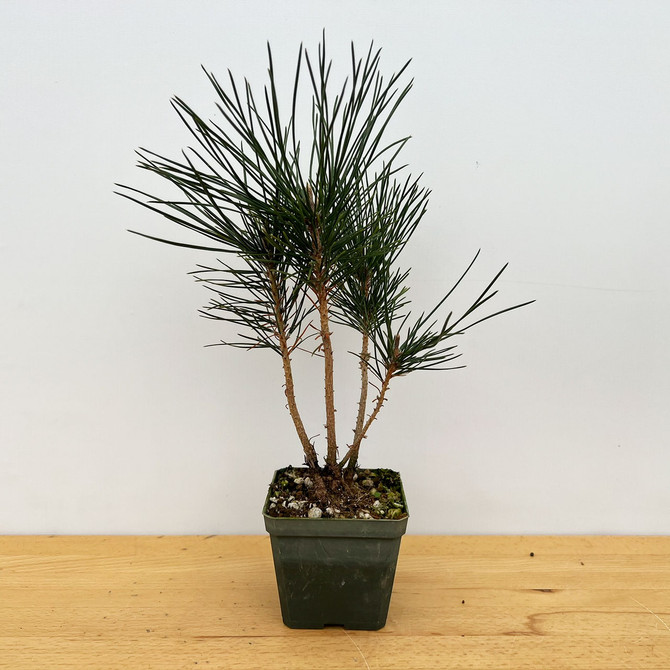 Clump Style Japanese Black Pine Seedling Cuttings (No. JBPSCAb)