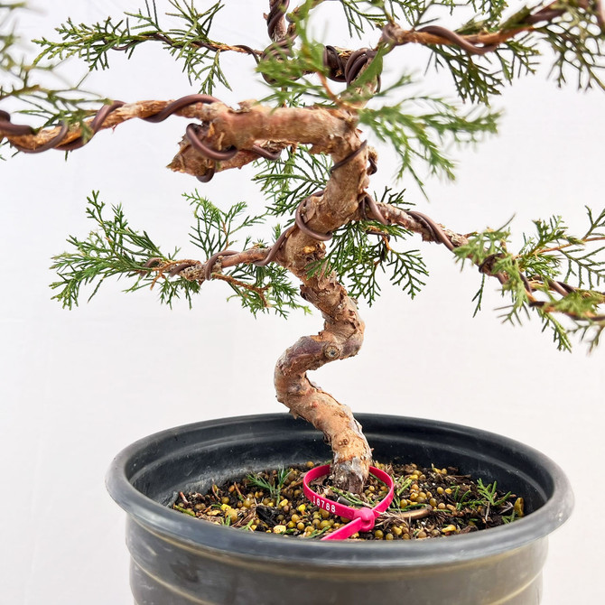 Styled Twisted Itoigawa Shimpaku Juniper in a Grow Pot #18788