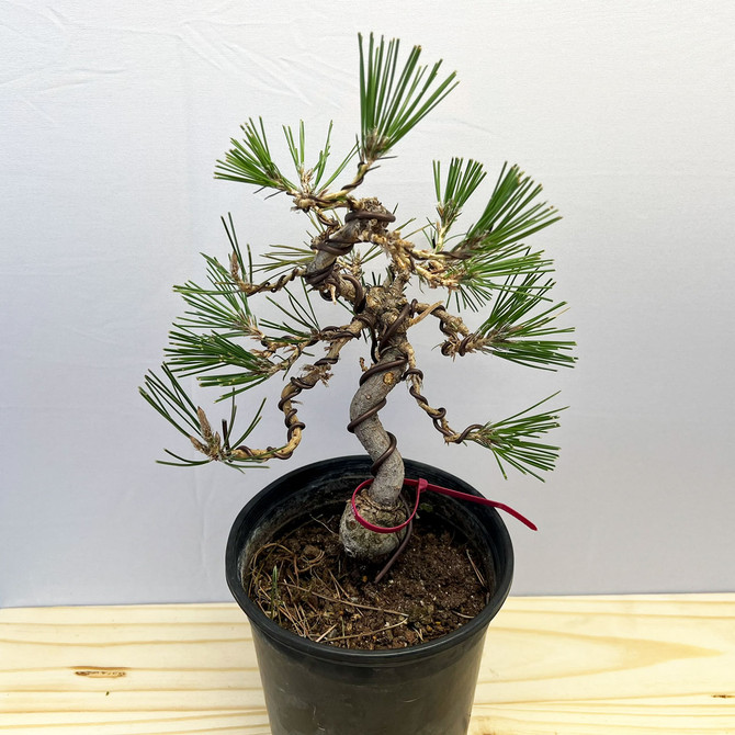 Shohin Styled Japanese Black Pine 'Mikawa' In Training Pots (No. 18353)