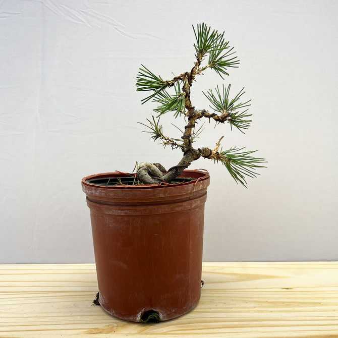 Shohin Styled Japanese Black Pine 'Mikawa' In Training Pots (No. 18356)