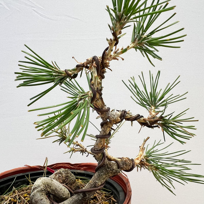 Shohin Styled Japanese Black Pine 'Mikawa' In Training Pots (No. 18356)