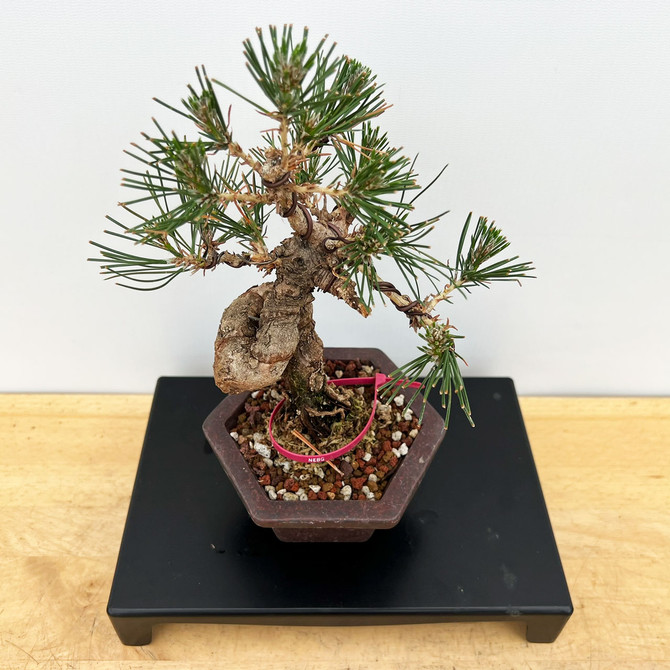 Shohin Styled Japanese Black Pine 'Mikawa' In a Yixing Ceramic Pots (No. 18350)