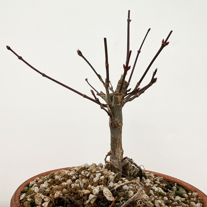 Imported, Non-Grafted Japanese Maple Deshojo in Tokoname Grow Pot (No. 056)