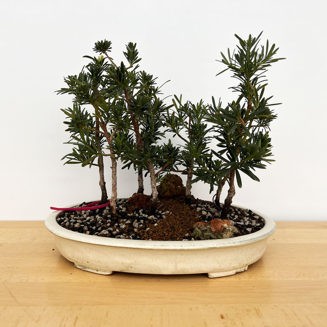 Zen Elegance: 7-Tree European Olive Bonsai Forest in Japanese Ceramic Container  (No. 18387) 
