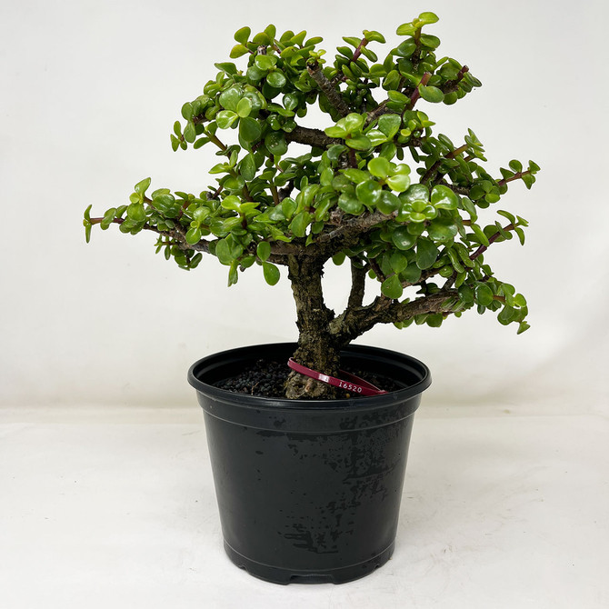 Rough Bark Dwarf Jade 'Portulacara afra' Shohin Size in a Grow Pot No. 16520