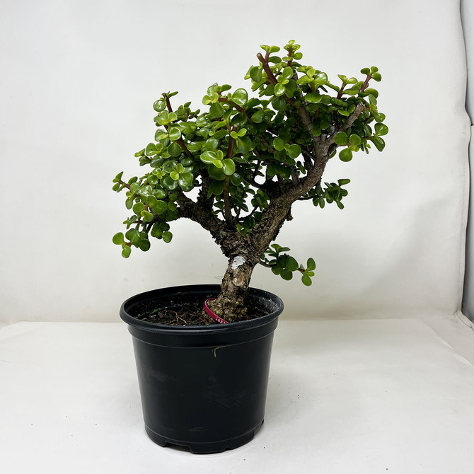 Rough Bark Dwarf Jade 'Portulacara afra' Shohin Size in a Grow Pot No. 16336