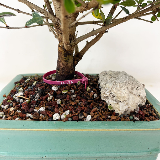Flowering Walter's Viburnum Bonsai Tree In a Glazed Yixing Ceramic Pot No. 16376