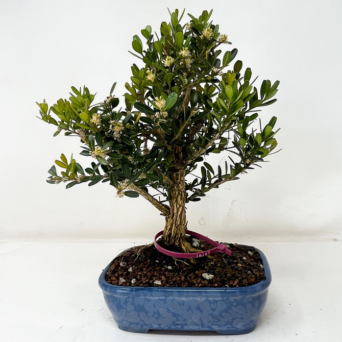 Mature Taiwan Boxwood Bonsai Tree in Bloom In a Glazed Yixing Ceramic Pot No. 16187