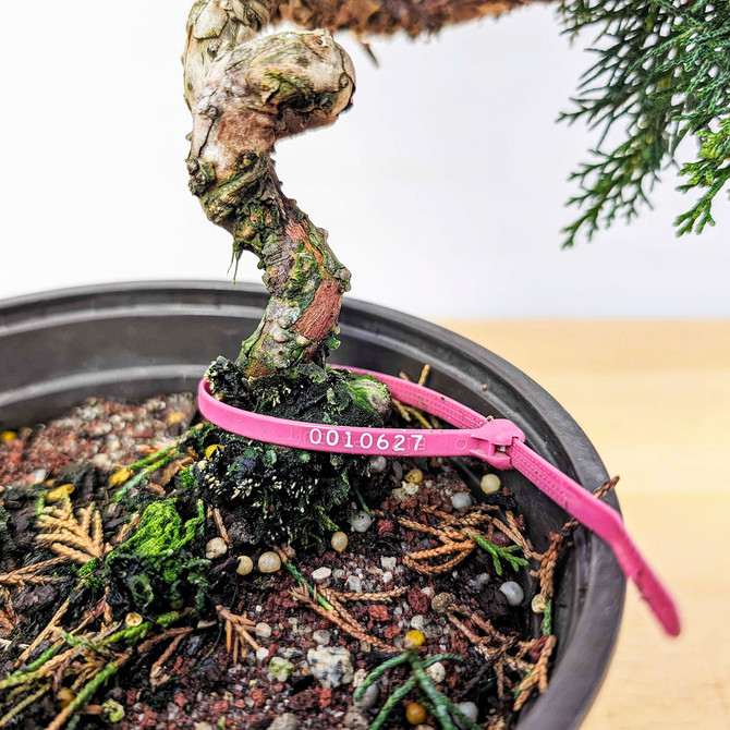 Un-Styled Pre-Bonsai Shimpaku 'kishu' in a Plastic Grow Pot (No. 10627)