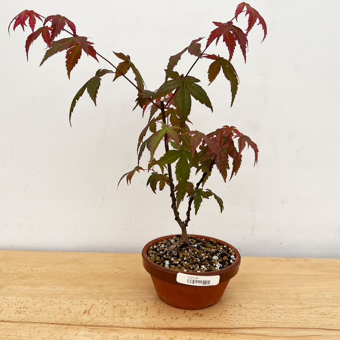 Imported, Non-Grafted Japanese Maple Deshojo in Tokoname Grow Pot (No. 053)