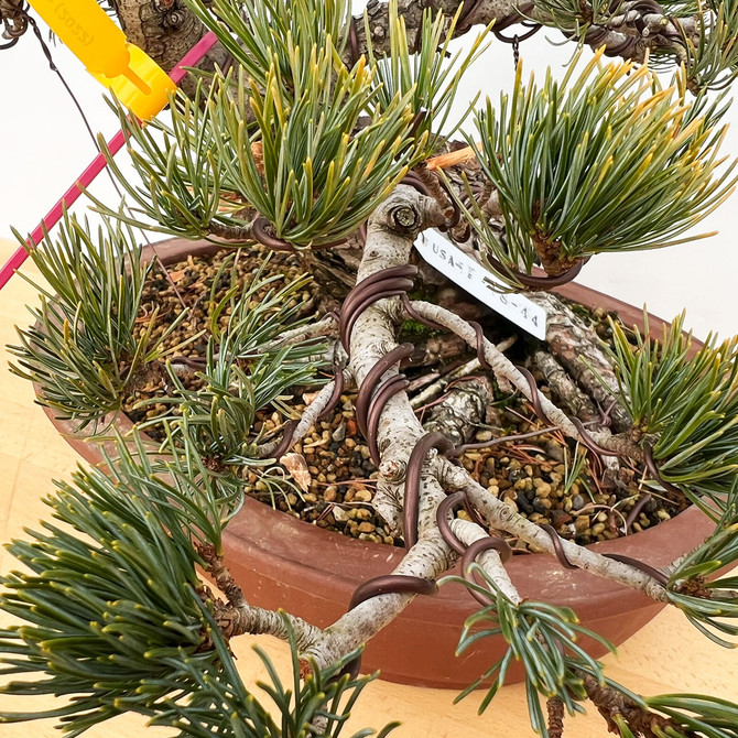 Imported Japanese White Pine "Five Needle" In Ceramic Pot (No. 12816)