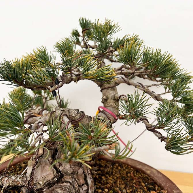 Imported Japanese White Pine "Five Needle" In Ceramic Pot (No. 12816)