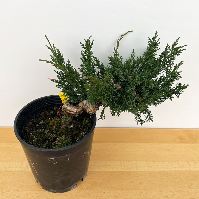 Un-Styled Pre-Bonsai Shimpaku 'kishu' in a Plastic Grow Pot (No. 10093)