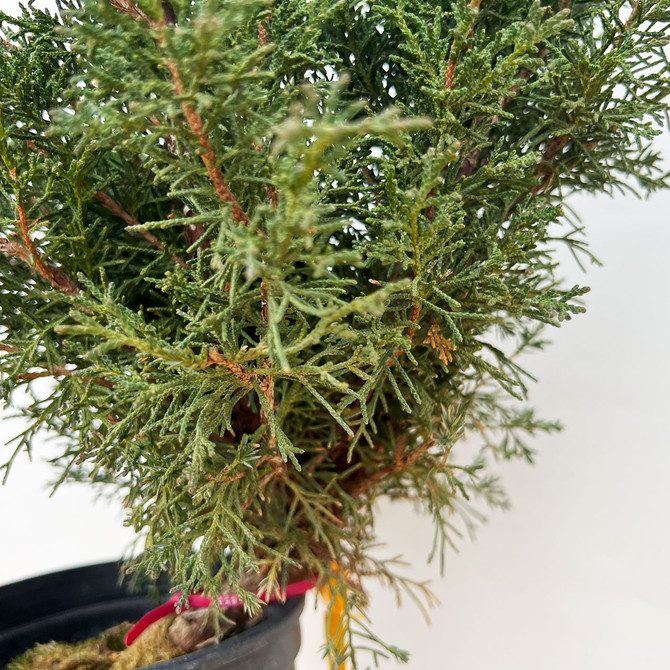 Un-Styled Pre-Bonsai Shimpaku 'kishu' in a Plastic Grow Pot (No. 18531)