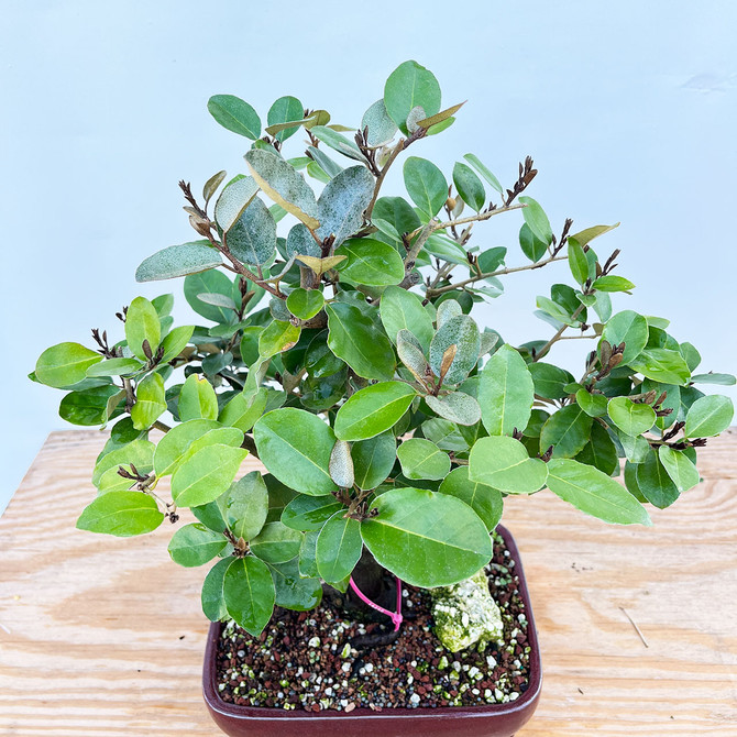 Flowering double trunk Silverberry 'elaeagnus' in a Glazed Ceramic Pot (No. 16242)