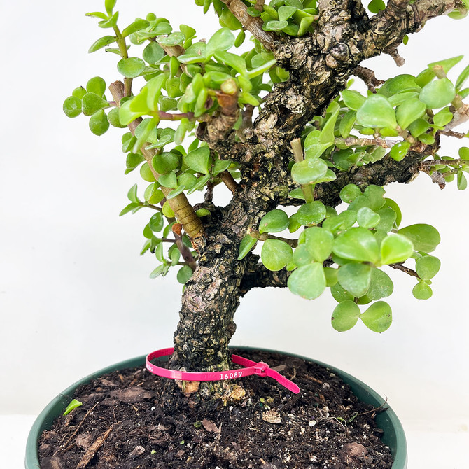 Rough Bark Dwarf Jade 'Portulacara afra' Shohin Size in a Grow Pot No. 16089